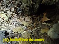 /home//u458753944/public_html/sourcegallery//////////////////////Roxborough Toad Detour/2013-2019/2017/P4110702.JPG